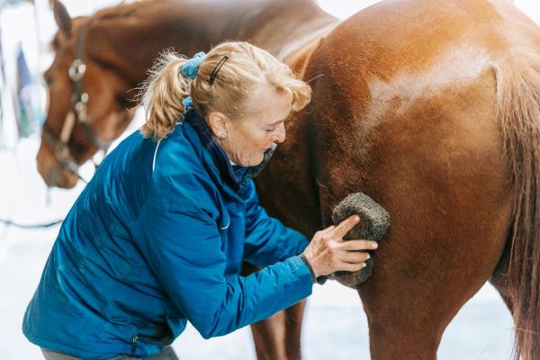 Offrez à votre cheval des soins naturels avec Equibel