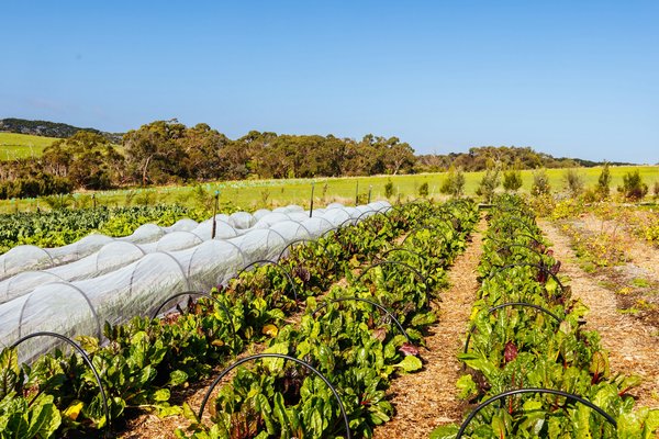 Comment développer un programme de danse basé sur les techniques de Martha Graham ?